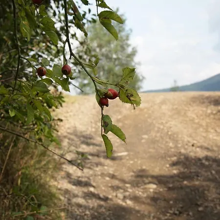 Ostoja Holiday home Rzyki